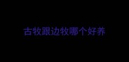 古牧跟边牧哪个好养