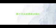 两个月大的贵宾犬照片