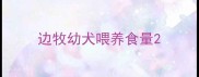边牧幼犬喂养食量