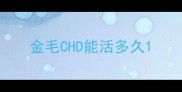 金毛CHD能活多久