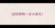 边牧狗狗一岁大换毛