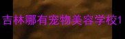 吉林哪有宠物美容学校