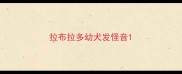 拉布拉多幼犬发怪音