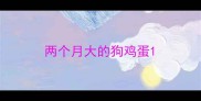 两个月大的狗鸡蛋