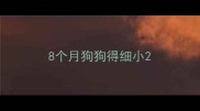 8个月狗狗得细小