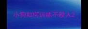 小狗如何训练不咬人