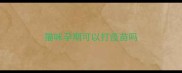 猫咪孕期可以打疫苗吗
