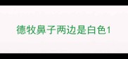 德牧鼻子两边是白色