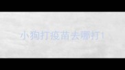 小狗打疫苗去哪打