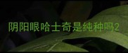 阴阳眼哈士奇是纯种吗