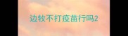 边牧不打疫苗行吗