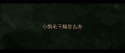 小狗毛干燥怎么办