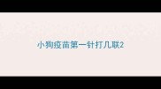 小狗疫苗第一针打几联
