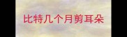 比特几个月剪耳朵