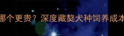 苏牧和边牧哪个更贵深度藏獒犬种饲养成本与选购指南