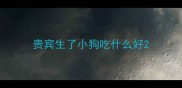 贵宾生了小狗吃什么好