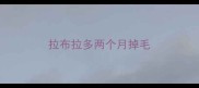 拉布拉多两个月掉毛