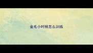 金毛小时候怎么训练