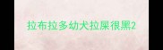 拉布拉多幼犬拉屎很黑
