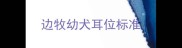 边牧幼犬耳位标准