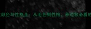 边境牧羊犬颜色与性格全从毛色到性格养边牧必看的终极指南