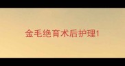 金毛绝育术后护理
