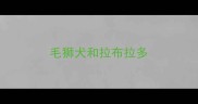 毛狮犬和拉布拉多