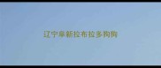 辽宁阜新拉布拉多狗狗