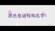 黑色泰迪母狗名字