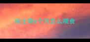 哈士奇6个月怎么喂食