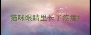 猫咪眼睛里长了疙瘩