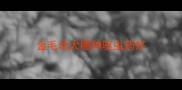 金毛幼犬哪种驱虫药好