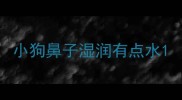小狗鼻子湿润有点水