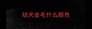 幼犬金毛什么颜色