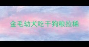 金毛幼犬吃干狗粮拉稀