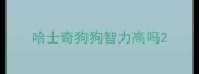 哈士奇狗狗智力高吗