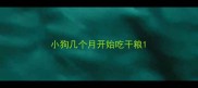小狗几个月开始吃干粮