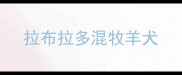拉布拉多混牧羊犬