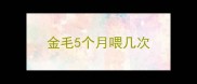 金毛5个月喂几次