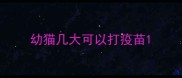 幼猫几大可以打疫苗