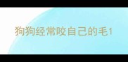 狗狗经常咬自己的毛