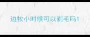 边牧小时候可以剃毛吗