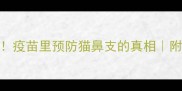 猫咪必看疫苗里预防猫鼻支的真相附疫苗全攻略