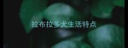 拉布拉多犬生活特点