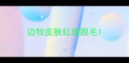 边牧皮肤红斑脱毛