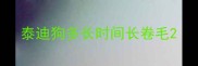 泰迪狗多长时间长卷毛