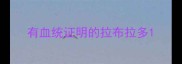 有血统证明的拉布拉多