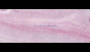 怎么发现小狗发烧