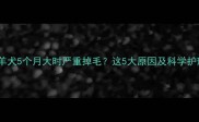 边境牧羊犬5个月大时严重掉毛这5大原因及科学护理指南
