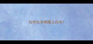 拉布拉多眼睛上白毛